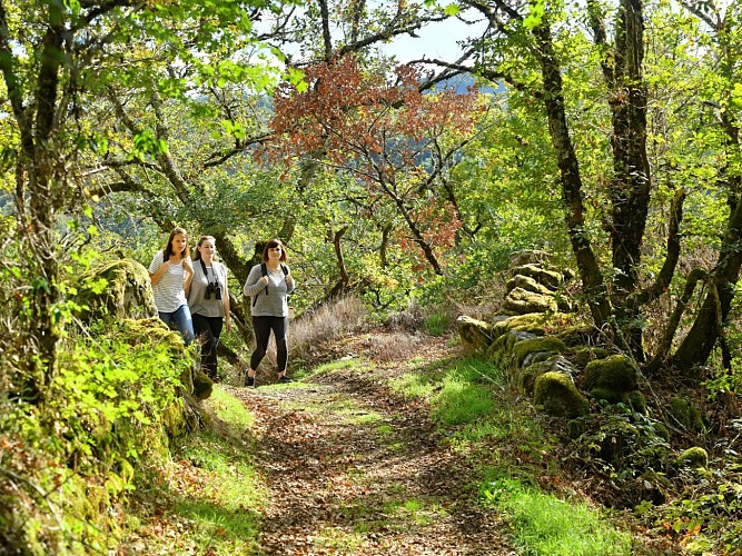 PR 9 - Le Plateau de Fournols_Champs-sur-Tarentaine-Marchal
