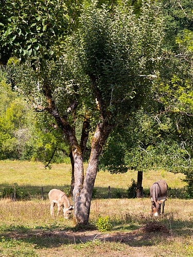 PR 9 - Le Plateau de Fournols_Champs-sur-Tarentaine-Marchal