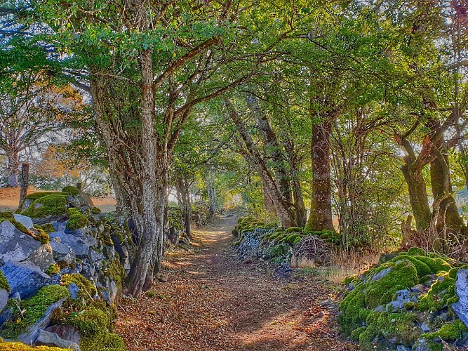 PR 9 - Le Plateau de Fournols_Champs-sur-Tarentaine-Marchal
