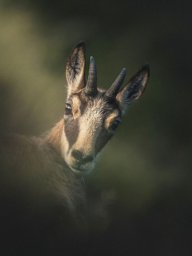 PR 9 - Le Plateau de Fournols_Champs-sur-Tarentaine-Marchal