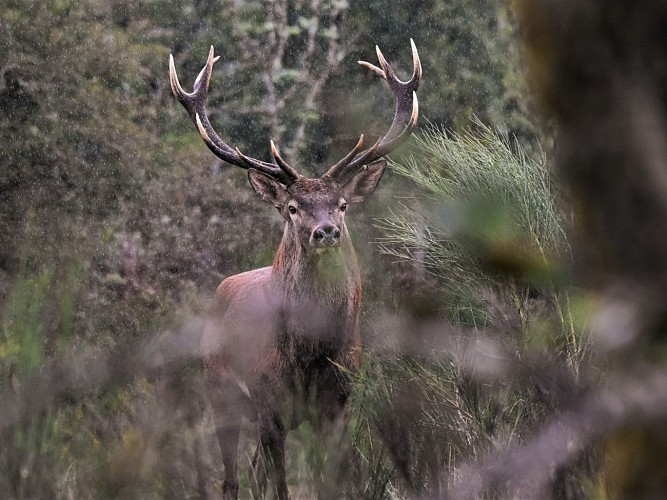PR 11 - La balade de Peyrou_Champs-sur-Tarentaine-Marchal