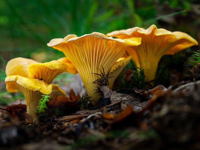 PR 11 - La balade de Peyrou_Champs-sur-Tarentaine-Marchal