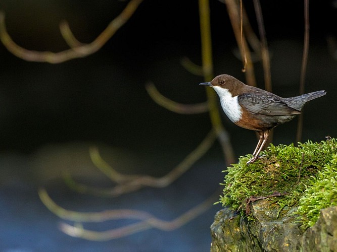 PR 11 - La balade de Peyrou_Champs-sur-Tarentaine-Marchal