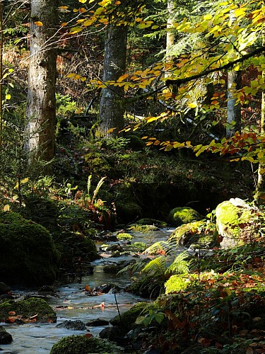 PR 17 - Le bois des Bartes_La Monselie