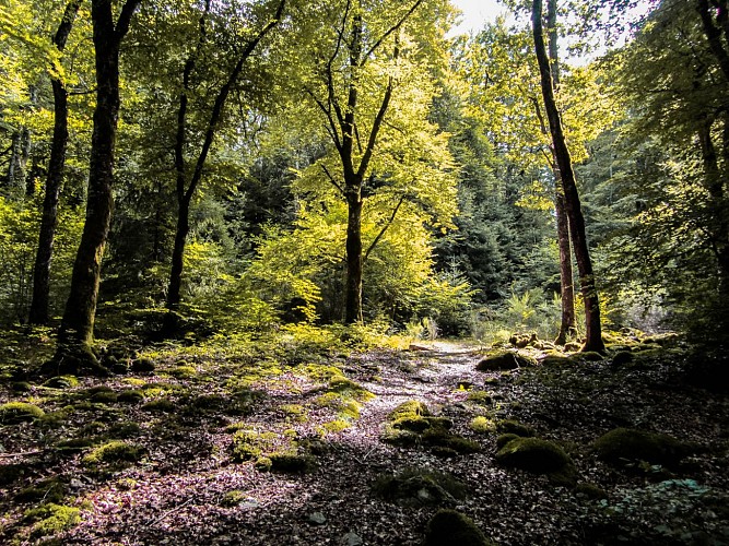 PR 20 - Le bois de Janiac_Le Monteil