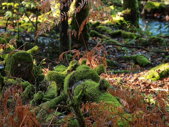 VTT 5 : Un air de Violon_La Monselie