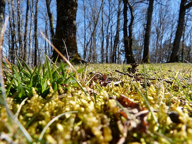 VTC 8 : La Voie des Sagnes