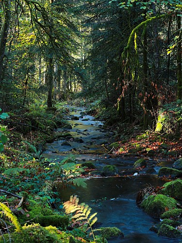 Circuit n° 10 : La forêt de Gravières_Lanobre