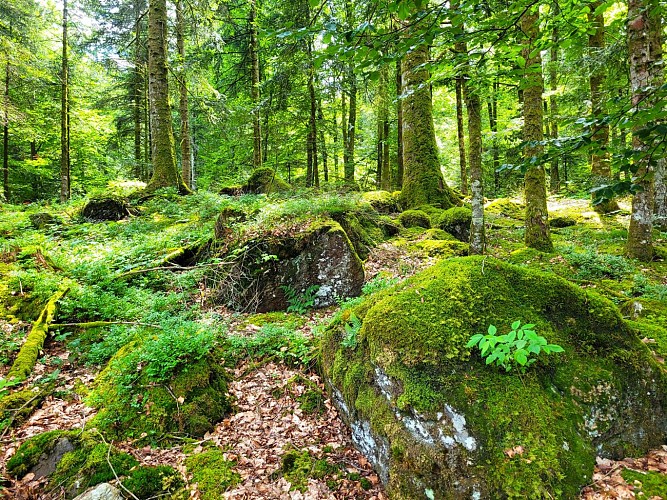 Circuit n° 10 : La forêt de Gravières_Lanobre