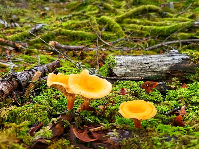 Circuit n° 10 : La forêt de Gravières_Lanobre