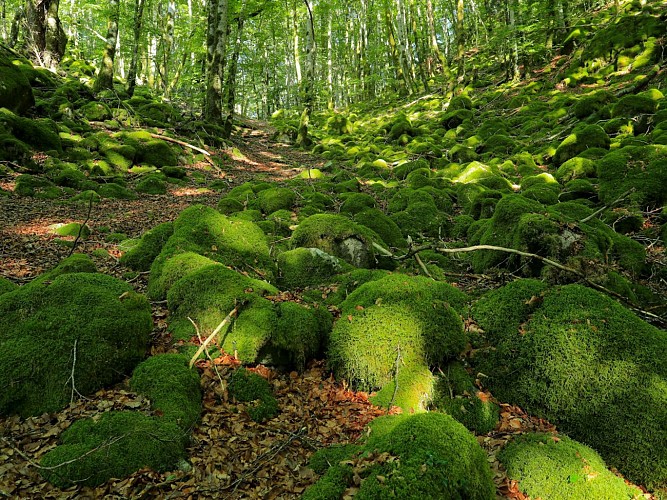 Circuit n° 10 : La forêt de Gravières_Lanobre
