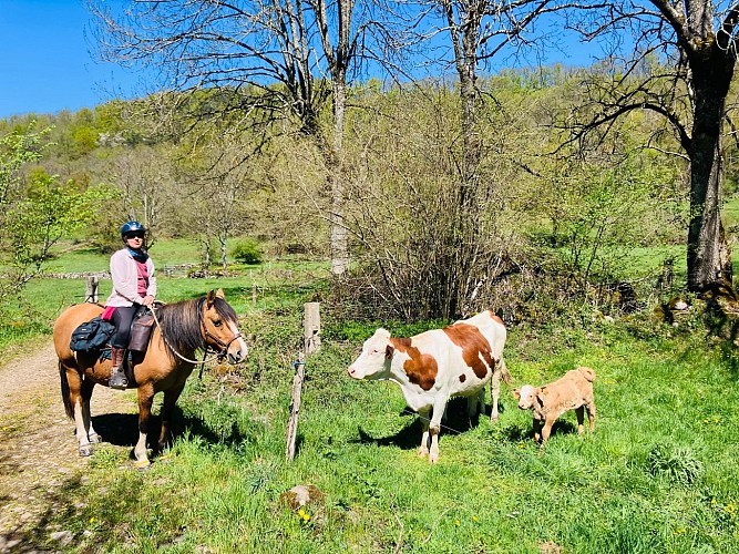 Artense-Gentiane equestrian link_Champs-sur-Tarentaine-Marchal