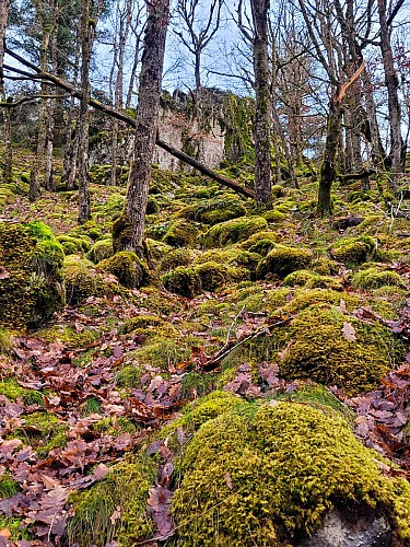 Balade à la découverte du saut de la Saule_Vebret