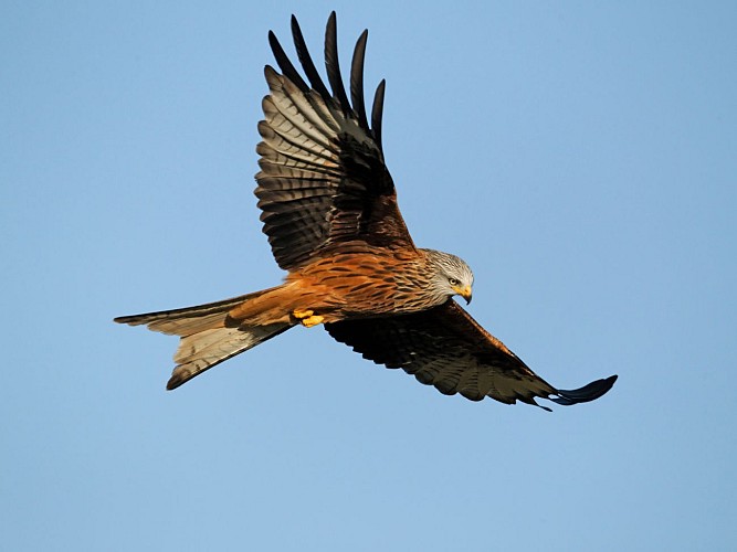 PR 1 : Le lac du Tact_Trémouille