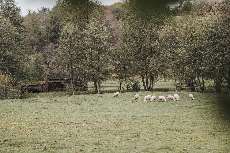 Sheep in a field in Erquelinnes