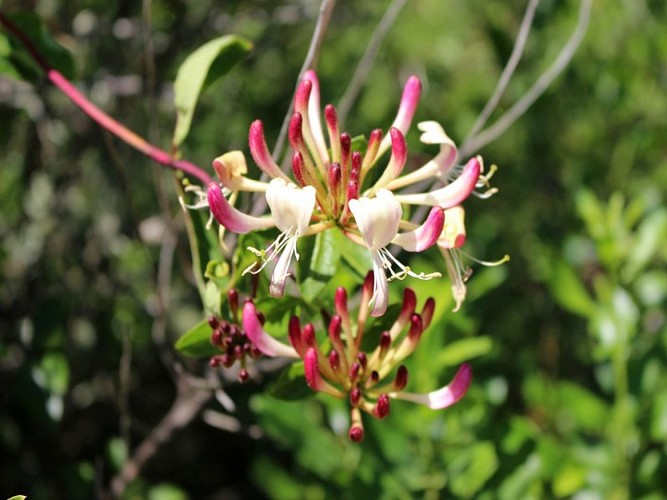 Fleur Domaine de Fleury