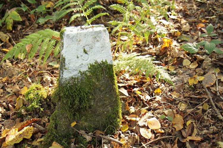Dutch boundary signs in the woods in Erquelinnes