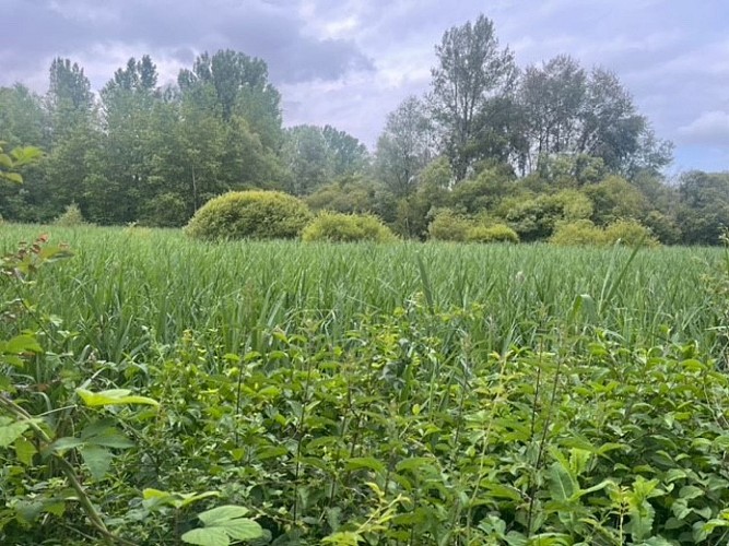 ENS Marais de Montaris