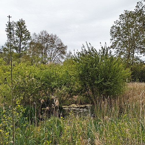 Roselière des sources de la Diège