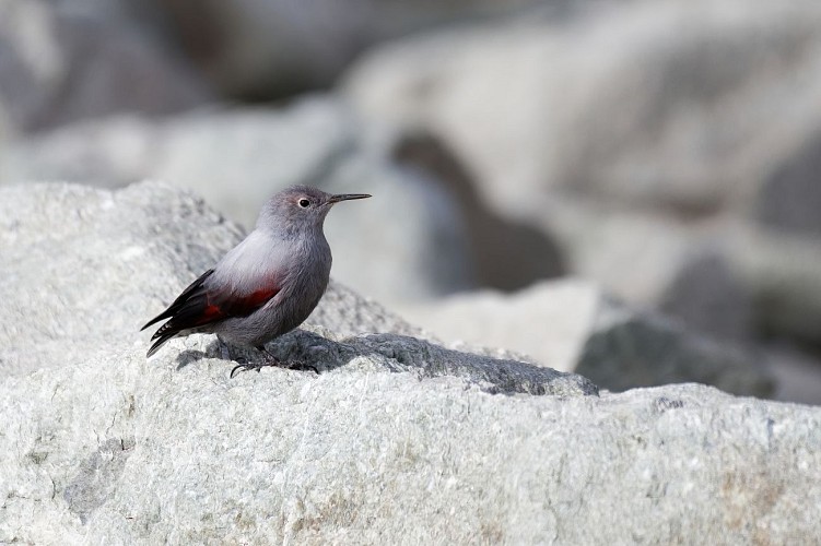 De Arponts wandeltocht