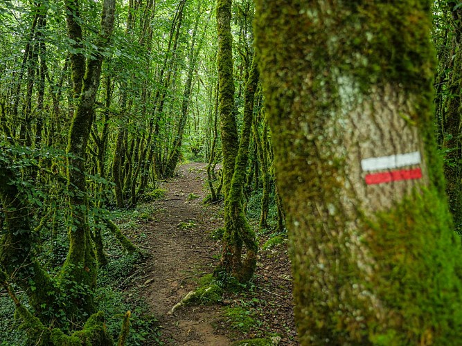 Corrèze Tourisme_GR46_Balisage (3)_© David Genestal_juin 2024