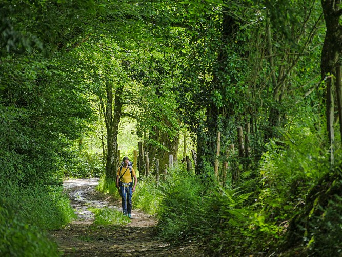 Corrèze Tourisme_GR46_Environs de Chatras_© David Genestal_juin 2024