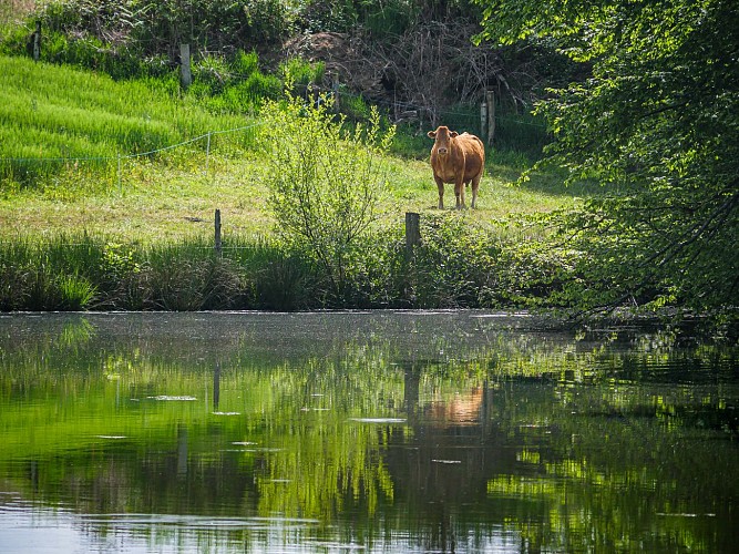 Corrèze Tourisme_GR46_Vache Limousine_© David Genestal_juin 2024