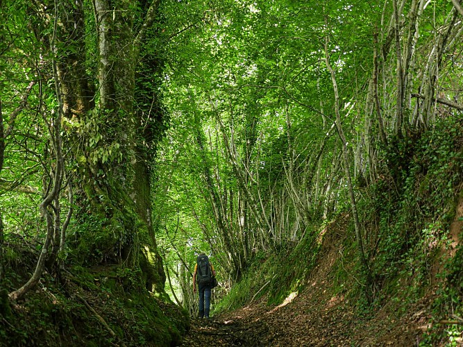 Corrèze Tourisme_GR46_Chemin creux_© David Genestal_juin 2024