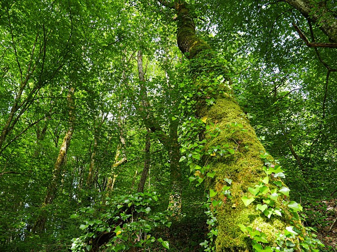 Corrèze Tourisme_GR46_En sous-bois_© David Genestal_juin 2024