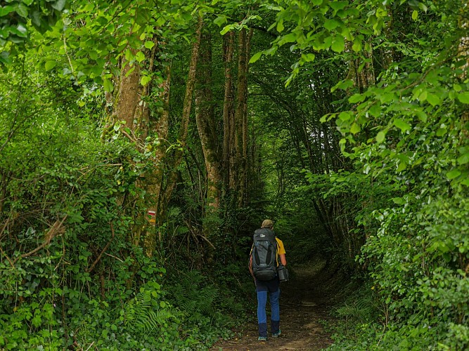 Corrèze Tourisme_GR46_Chemin creux à Vigeois_© David Genestal_juin 2024