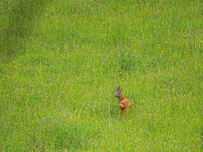 Corrèze Tourisme_GR46_Chevreuil_© David Genestal_juin 2024