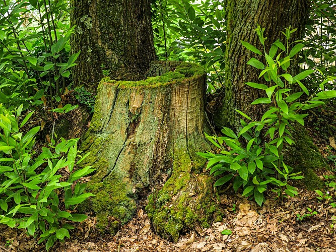 Corrèze Tourisme_GR46_Souche_© David Genestal_juin 2024