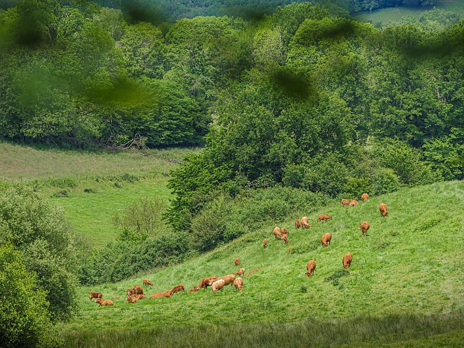 Corrèze Tourisme_GR46_Limousines (2)_© David Genestal_juin 2024