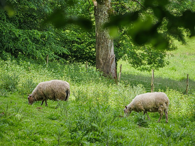 Corrèze Tourisme_GR46_Brebis_© David Genestal_juin 2024