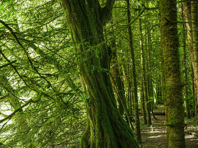 Corrèze Tourisme_GR46_Sentier en bord de Vézère_© David Genestal_juin 2024