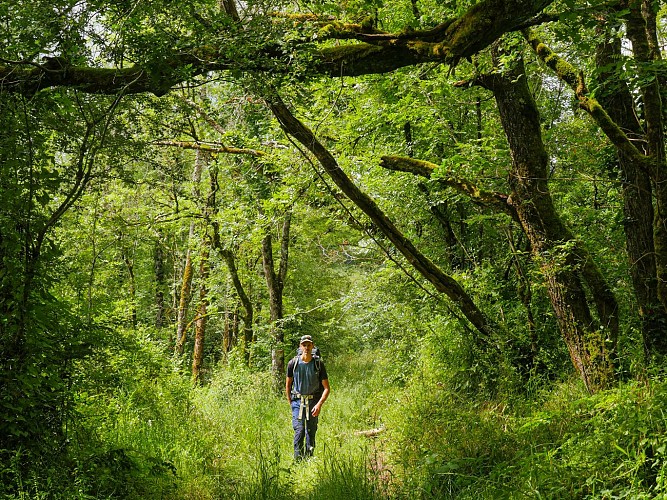 Corrèze Tourisme_GR46_Descente sur Saint-Pantaléon_© David Genestal_juin 2024