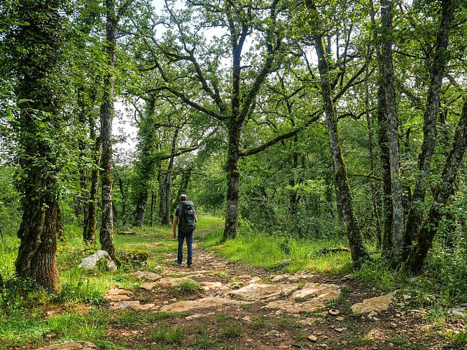 Corrèze Tourisme_GR46_Sentier entre La Fage et Jugeals_© David Genestal_juin 2024