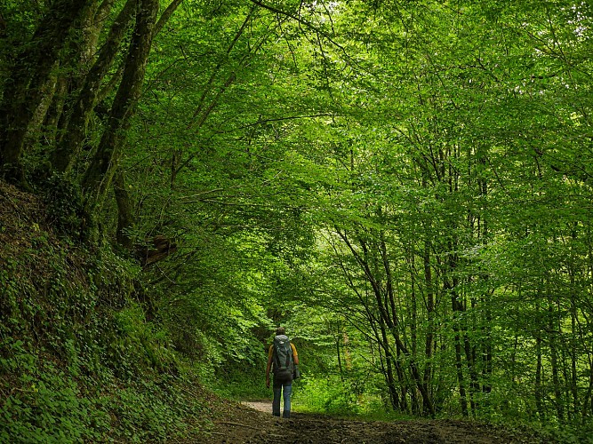 Corrèze Tourisme_GR46_Sortie d'Uzerche_© David Genestal_juin 2024