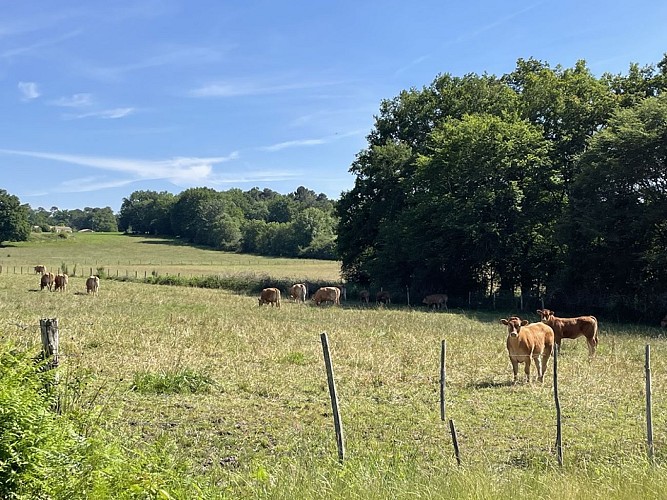 Boucle-St-Sauveur-La-Salvatorienne