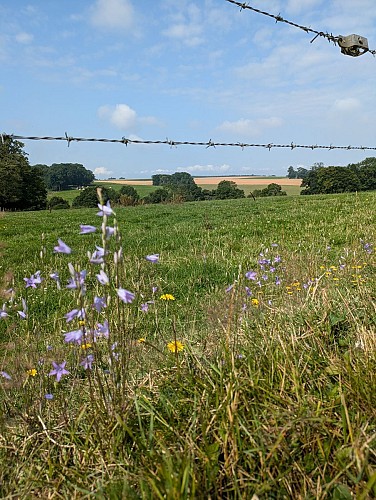 Circuit 6 : Chemins de la Motte des Ifs