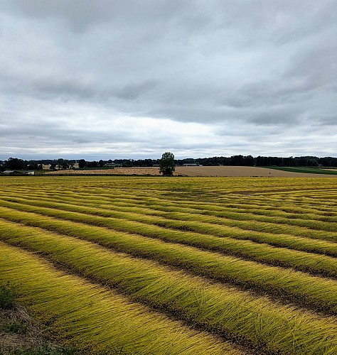 Circuit 7 : Sentier des papillons