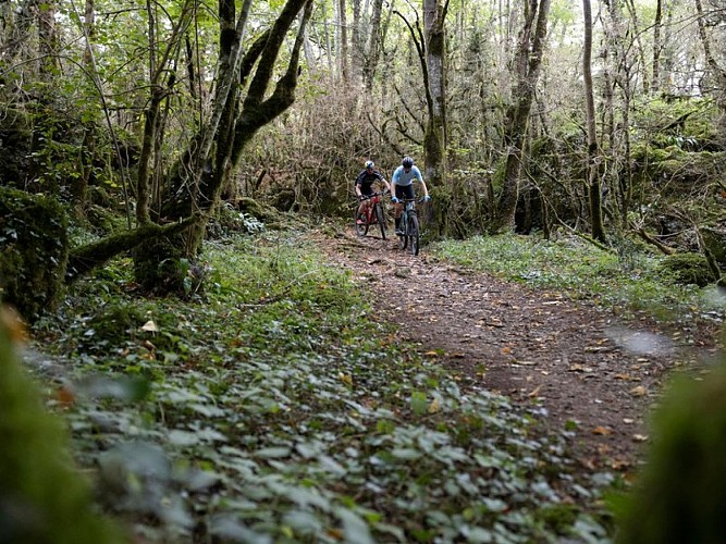 Balade en forêt