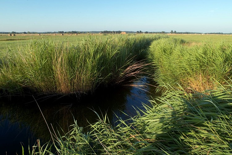 Sentier des Mattes - Soullans