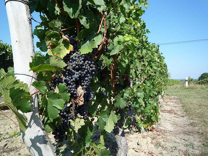 Saint_Laurent_des_Vignes1