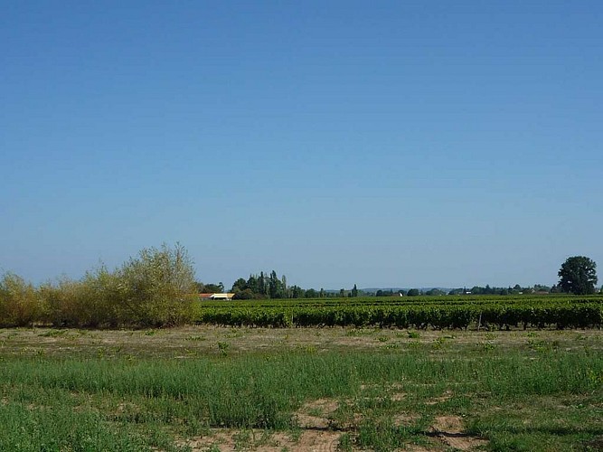 Saint_Laurent_des_Vignes2