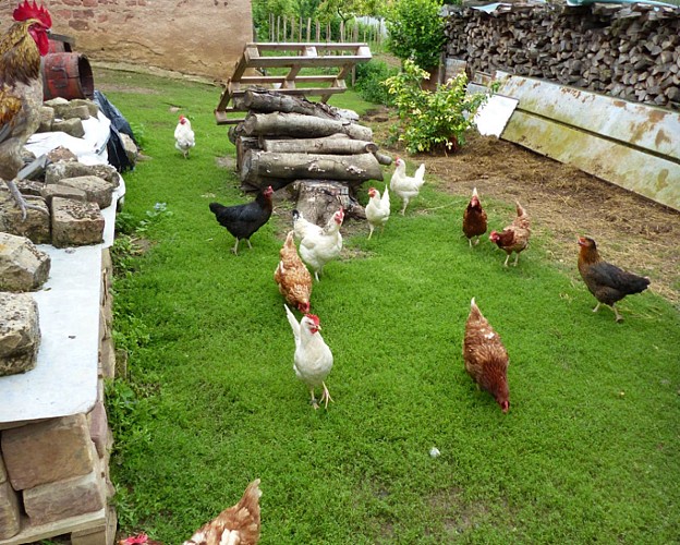 Balade en famille : Circuit découverte de Cosswiller