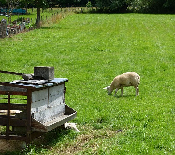Balade en famille : Circuit découverte de Cosswiller