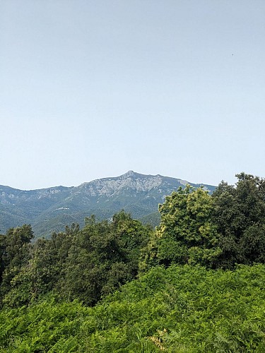 Le San Petrone, point culminant de Castagniccia vu depuis le sentier.