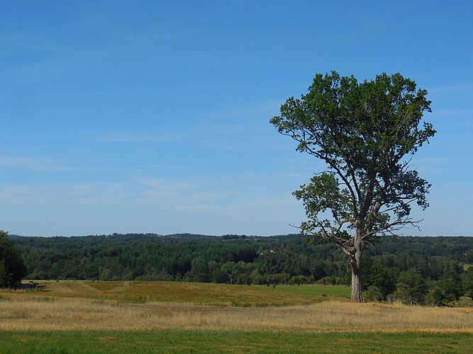 La_Prade_Arbre_Paysage