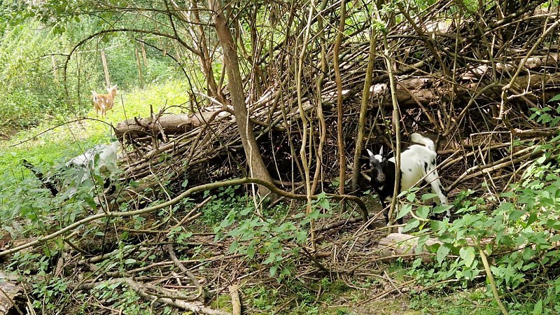 Sentier du Vicinal la Gleixhe
